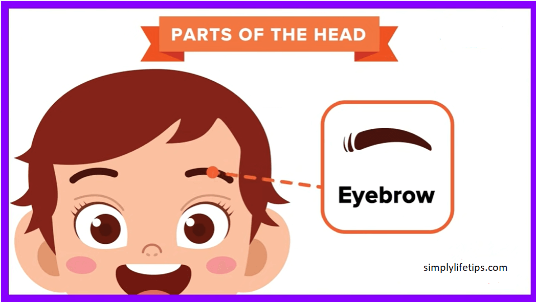 Parts Of The Human Head For Kids Learning Simply Life Tips