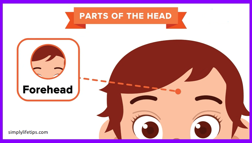 Parts Of The Human Head For Kids Learning Simply Life Tips