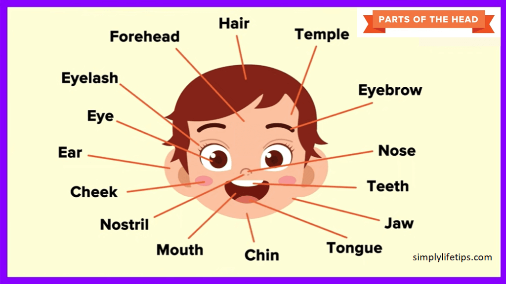 Parts Of The Human Head For Kids Learning Simply Life Tips 9-most-essential-parts-of-a-website