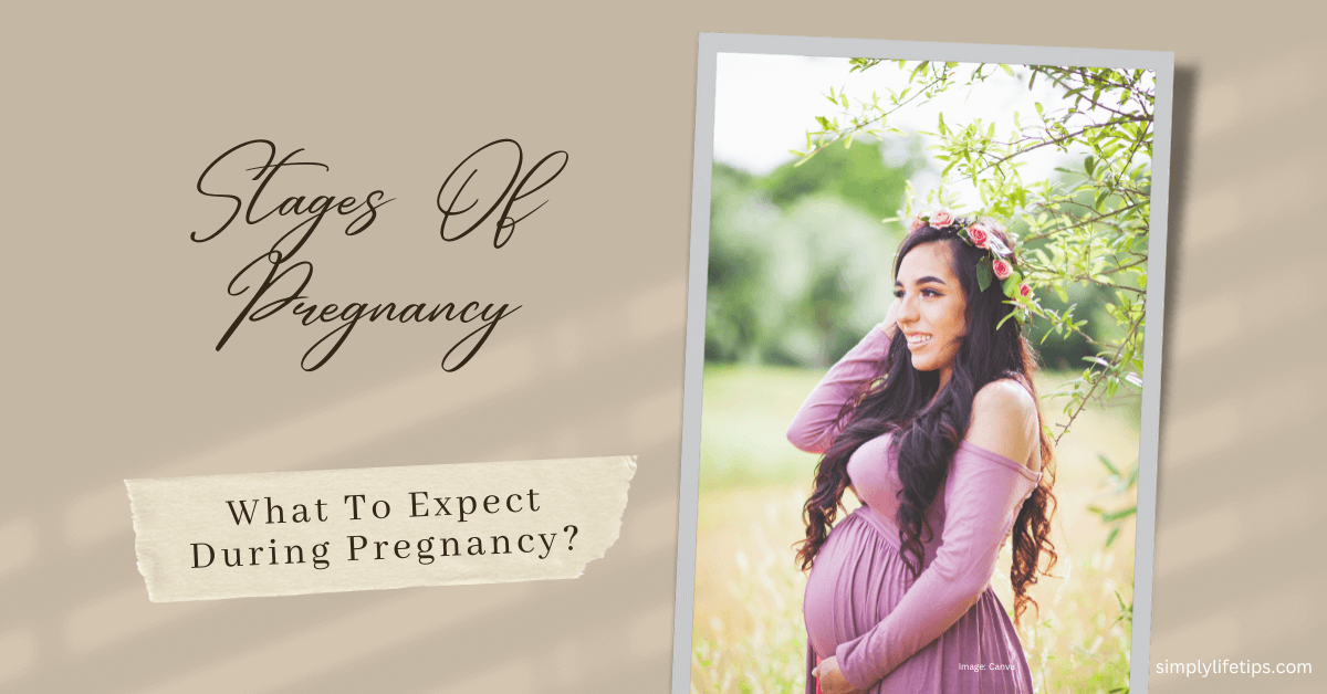 Stages Of Pregnancy What To Expect During Pregnancy? Simply Life Tips